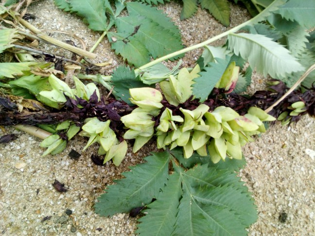 Melianthus