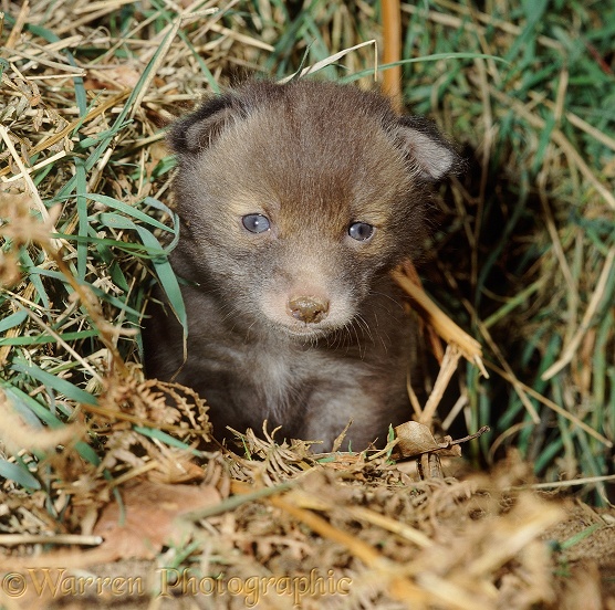 Red Fox cub