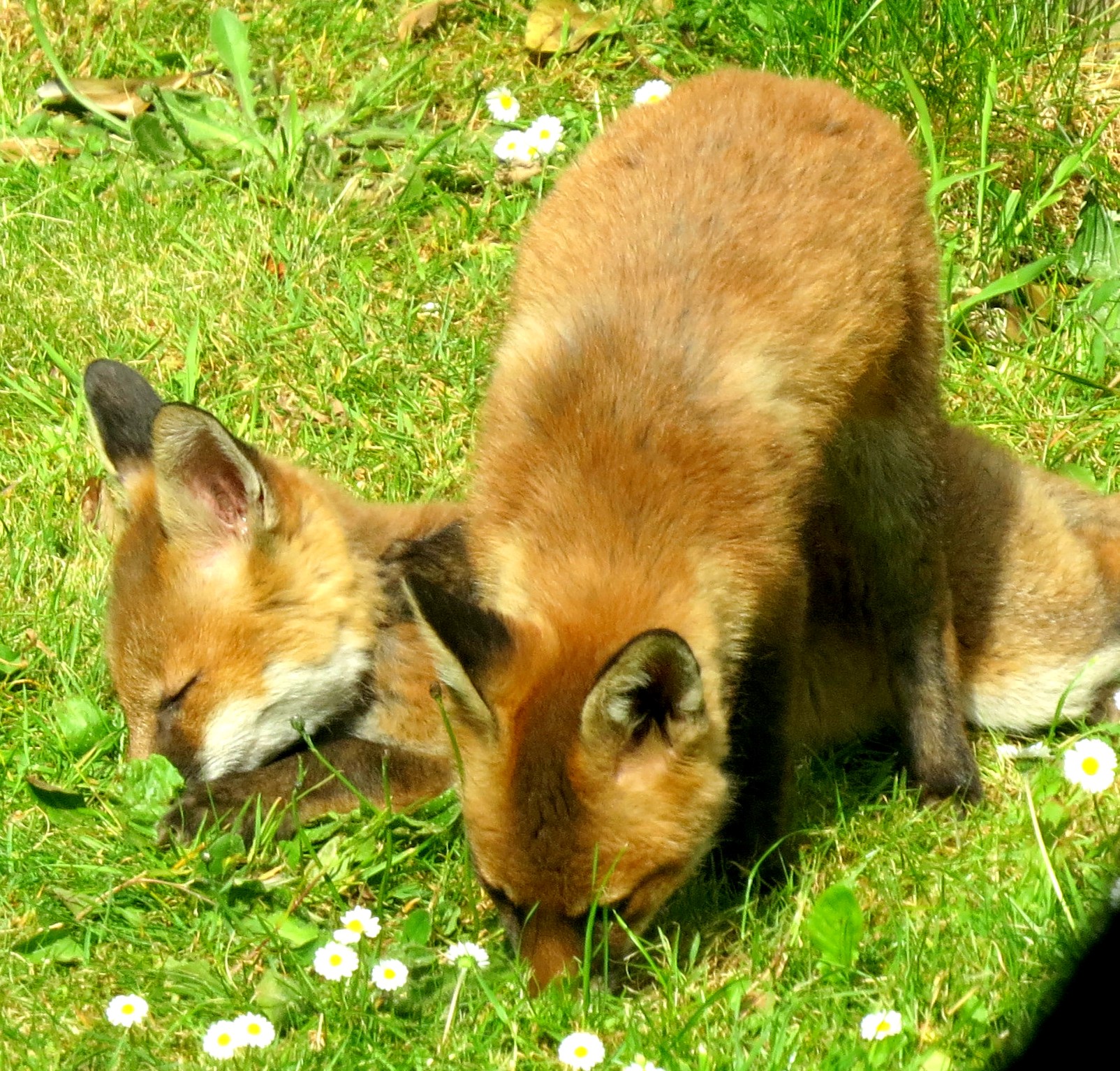 two foxes